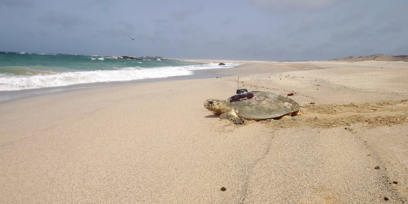 The transmitter will track the turtle’s every move (© Mantonop / EWS-WWF)